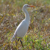 Intermediate Egret